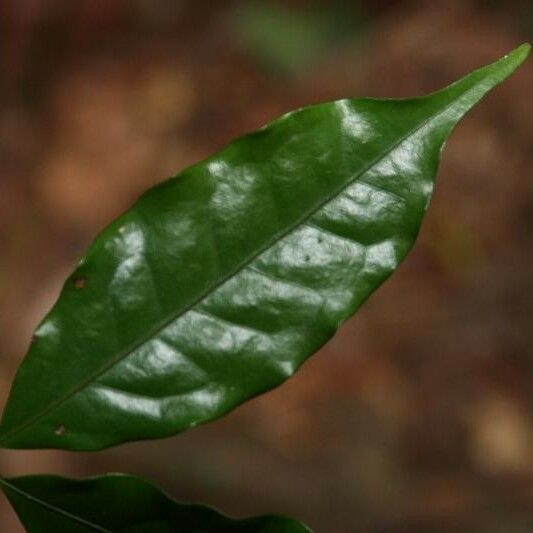 Eugenia patrisii Leaf