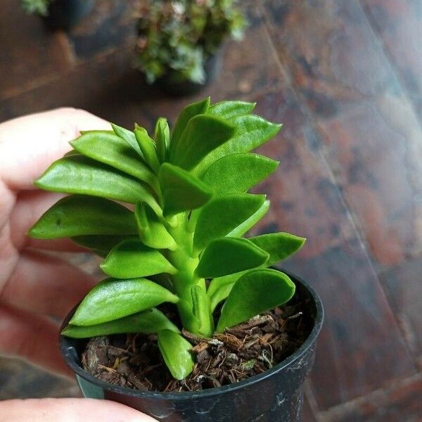 Peperomia dolabriformis Leaf