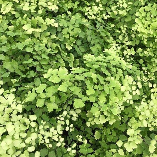 Adiantum raddianum Folha