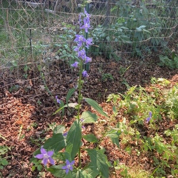 Campanulastrum americanum Yaprak