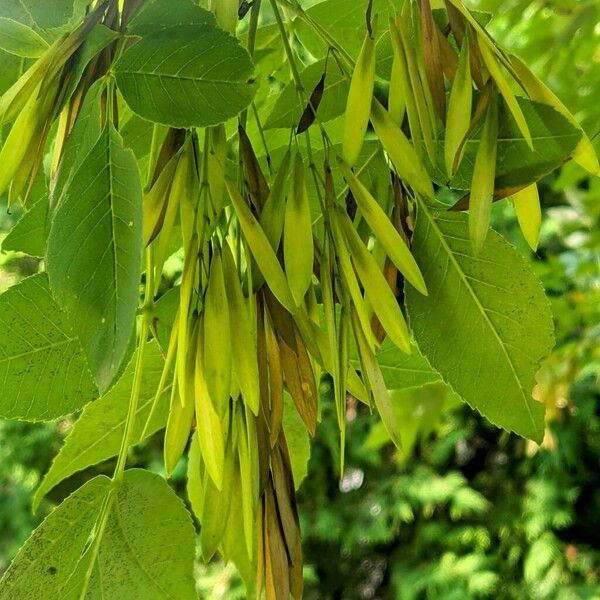 Fraxinus latifolia Fruit