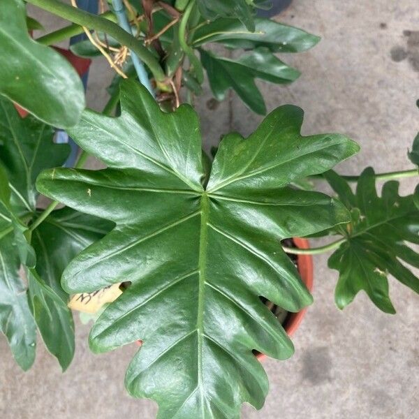 Philodendron lacerum Blad