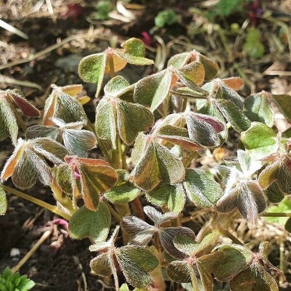 Oxalis tuberosa برگ