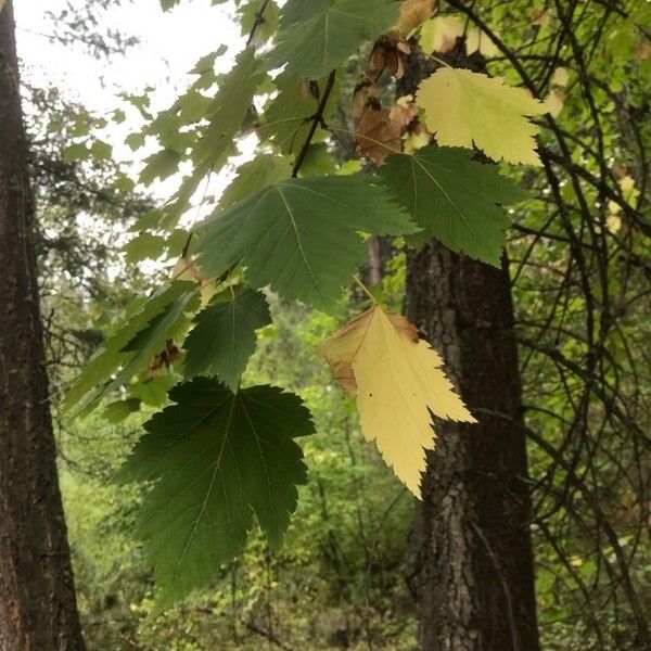 Acer glabrum Hoja