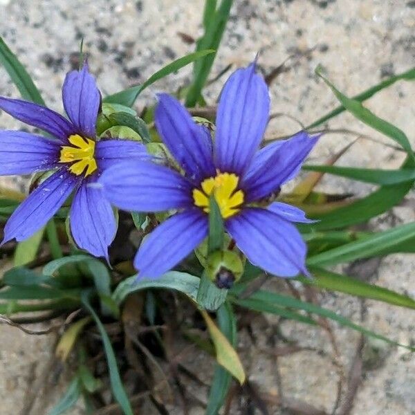 Sisyrinchium angustifolium Flower