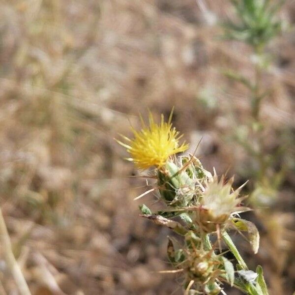 Centaurea melitensis Kukka