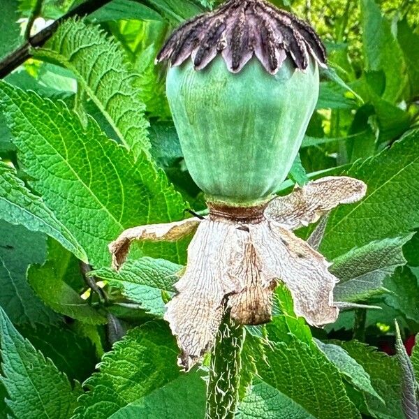 Papaver bracteatum Flower