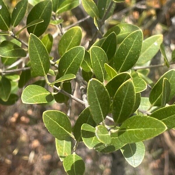 Phillyrea latifolia Leaf