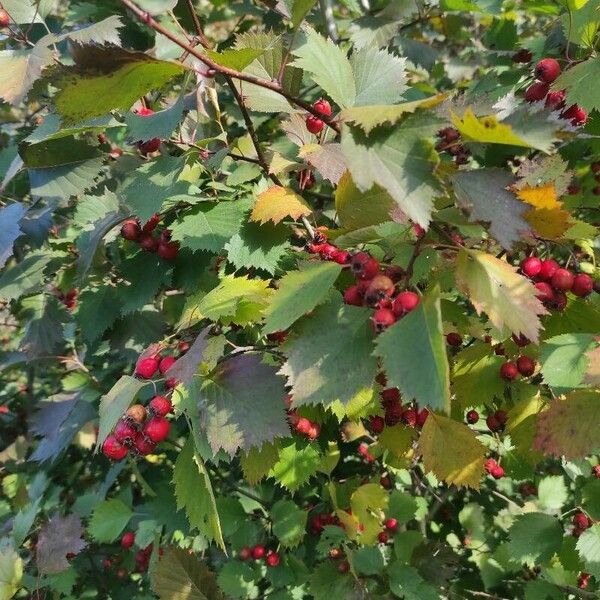 Crataegus submollis Yaprak