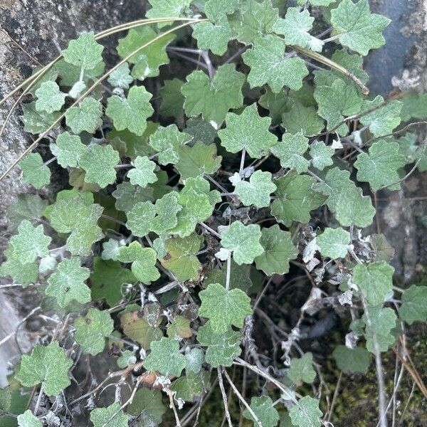 Pericallis lanata ഇല