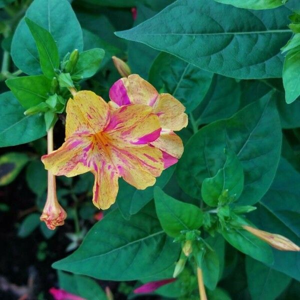 Mirabilis jalapa Цвят