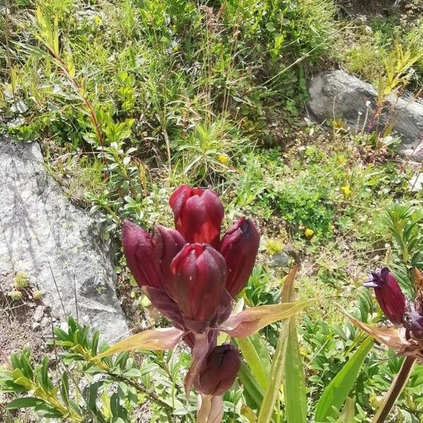 Gentiana purpurea Cvet