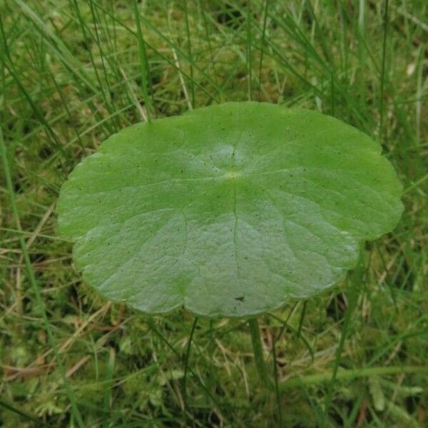 Hydrocotyle vulgaris Yaprak