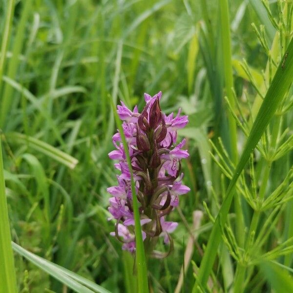 Dactylorhiza incarnata Floare