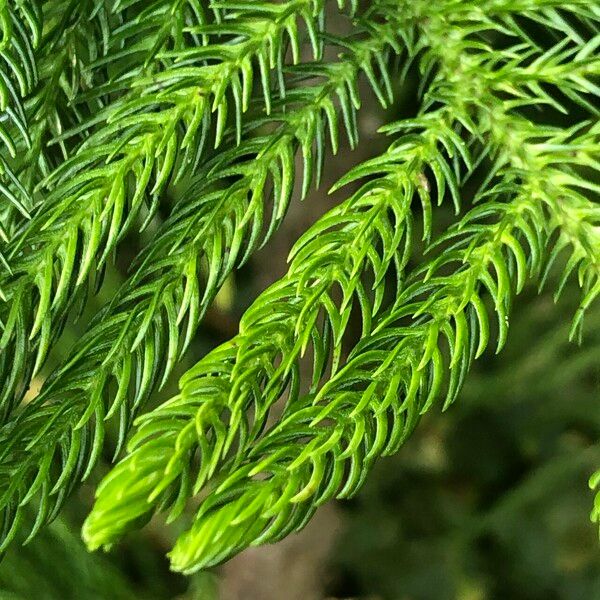 Araucaria heterophylla Φύλλο