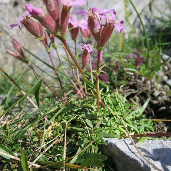 Saponaria caespitosa Žiedas