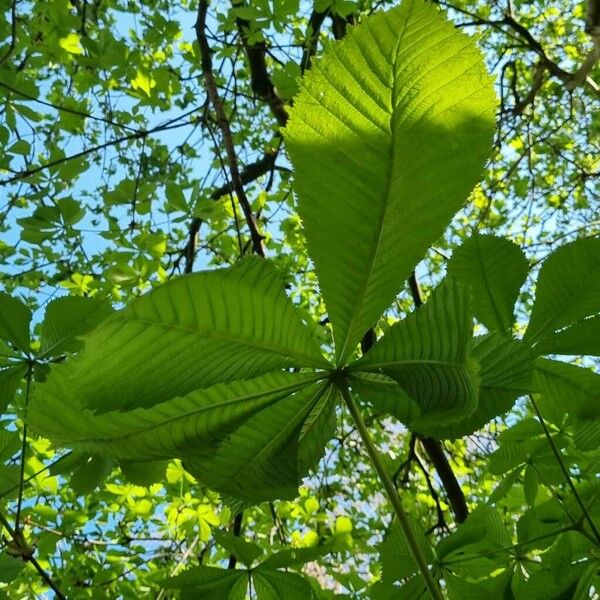 Aesculus turbinata Fulla