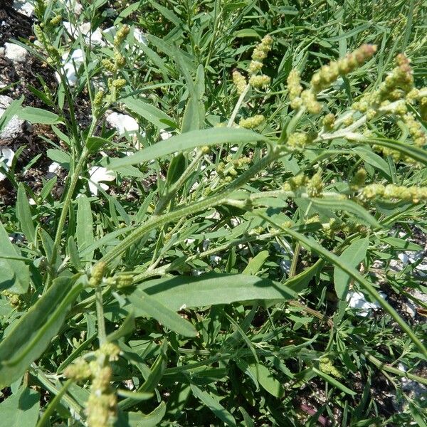 Atriplex littoralis Bloem