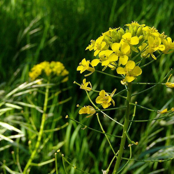 Sisymbrium loeselii Õis