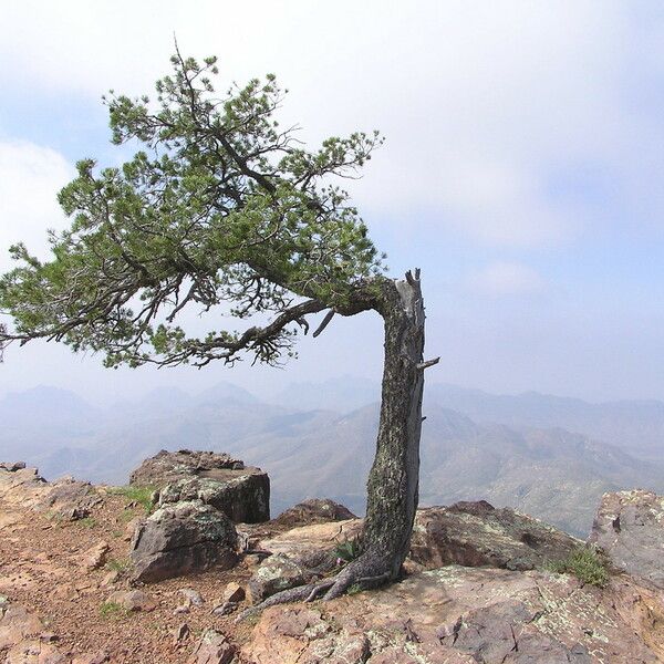 Pinus cembroides موطن