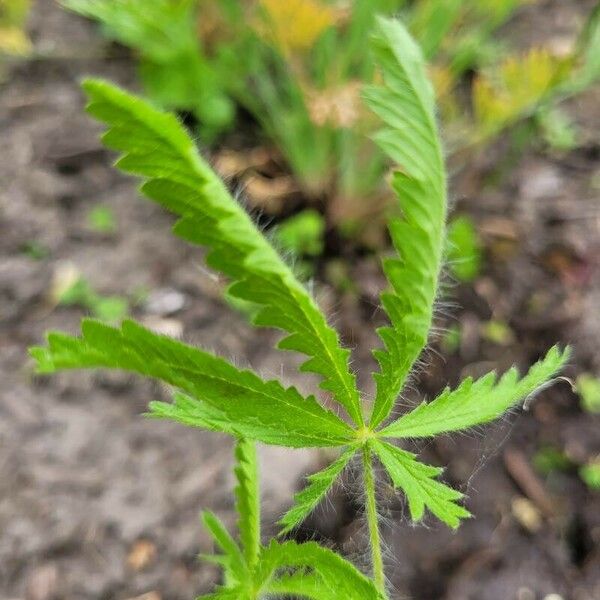 Potentilla recta Fulla