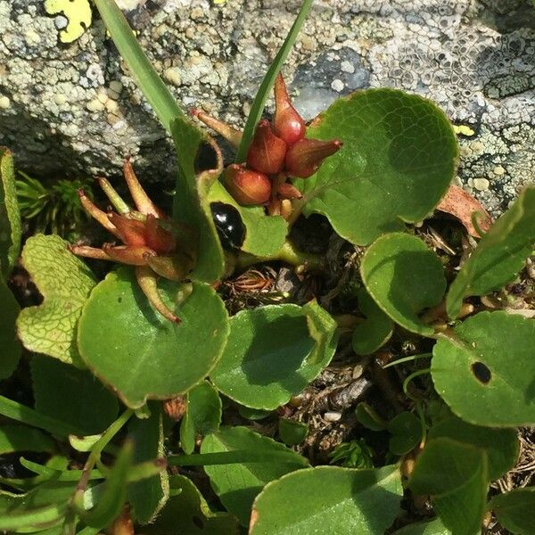 Salix herbacea Други