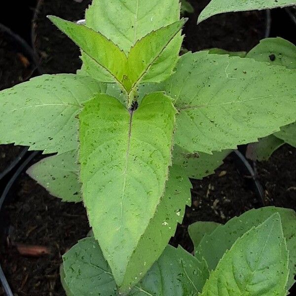 Monarda fistulosa Lehti