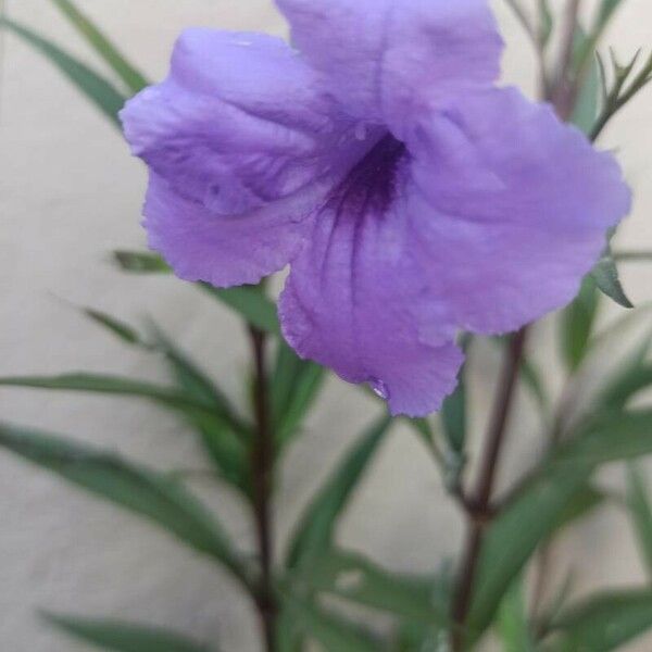 Ruellia simplex Kvet