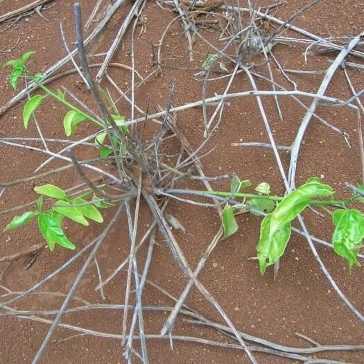 Colubrina asiatica Costuma