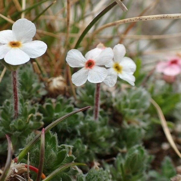 Androsace villosa Habit