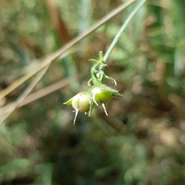 Convolvulus cantabrica Плід