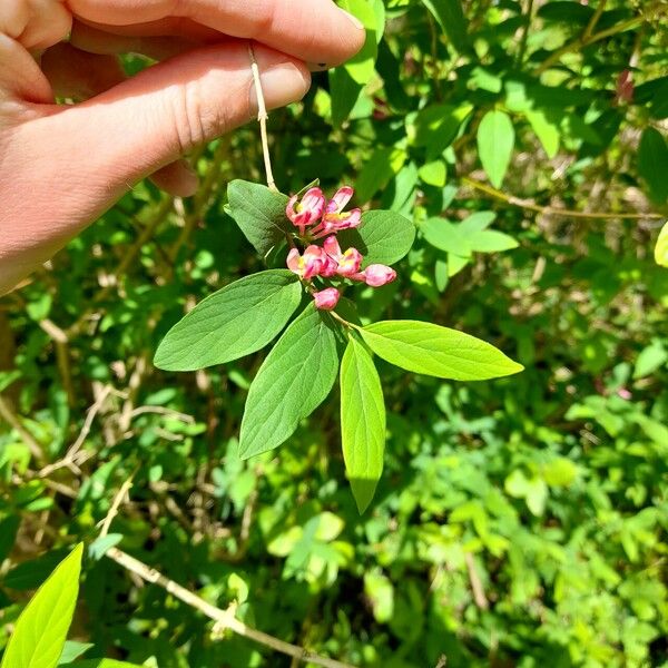 Lonicera tatarica Kukka