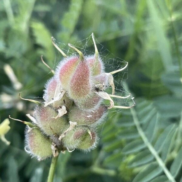 Astragalus cicer Frutto