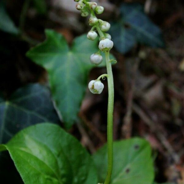 Pyrola minor Λουλούδι