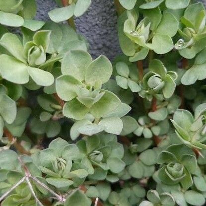 Sedum ternatum Листок