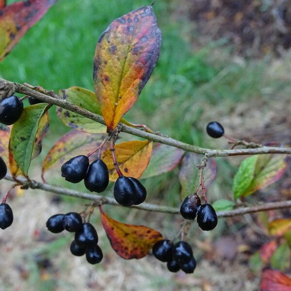 Cotoneaster ambiguus Fruit