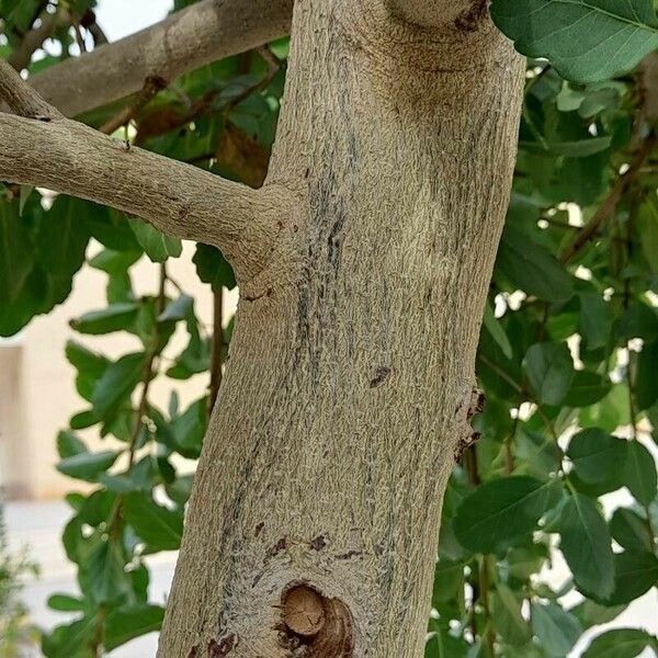 Cordia dichotoma خشب