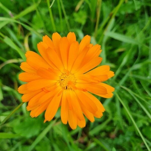 Calendula officinalis 花