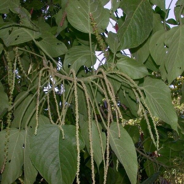 Acalypha macrostachya Other