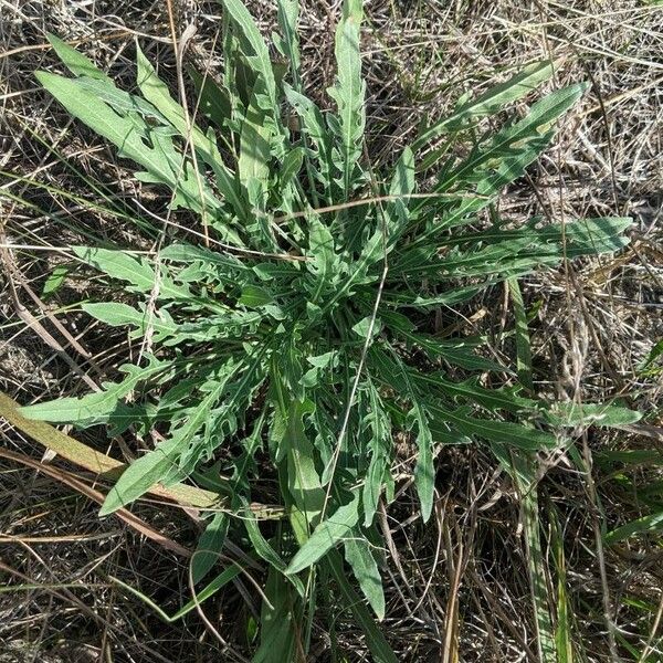 Oenothera laciniata 叶