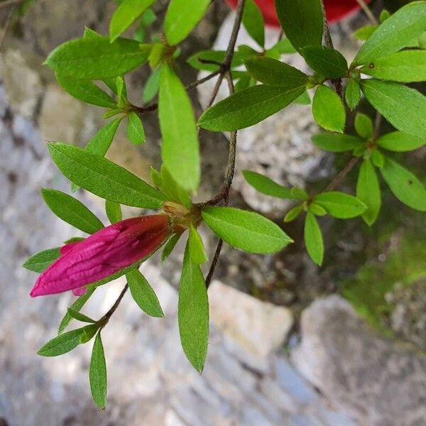 Rhododendron indicum Flors