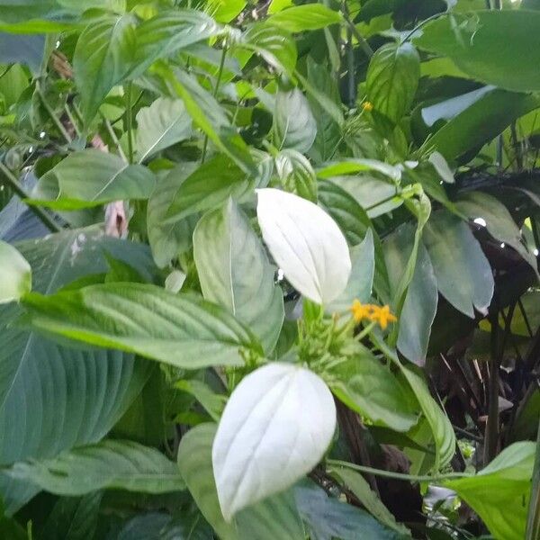 Mussaenda frondosa Blüte