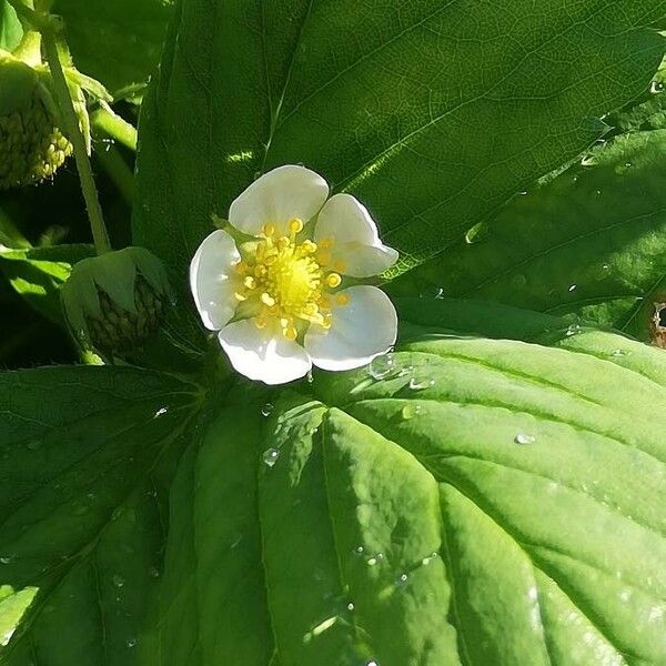 Fragaria × ananassa Bloem