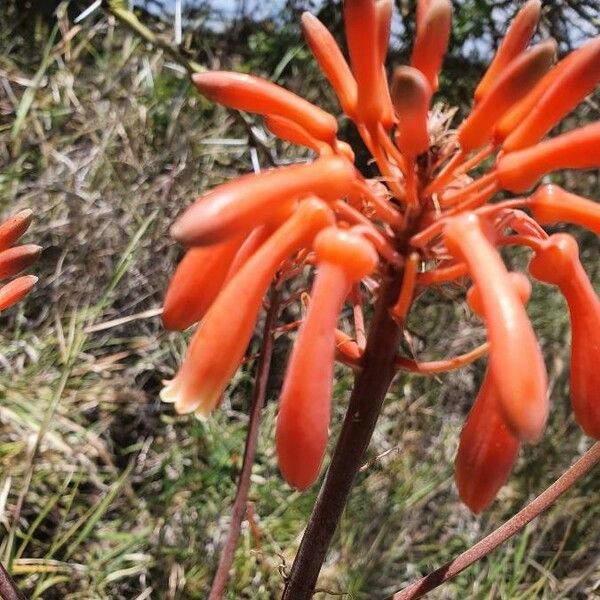 Aloe lateritia फूल