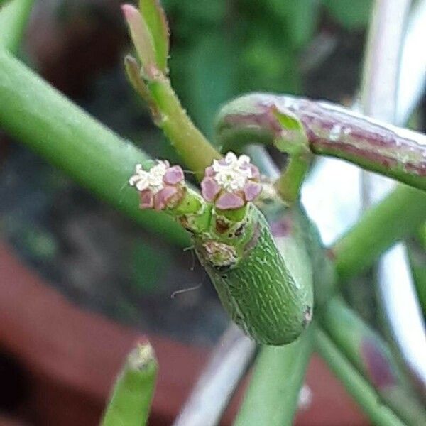 Euphorbia tirucalli Blomst