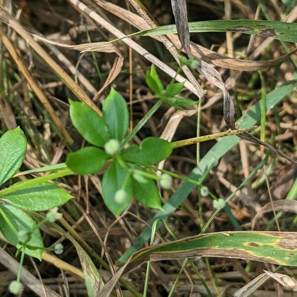 Galium triflorum Frukt