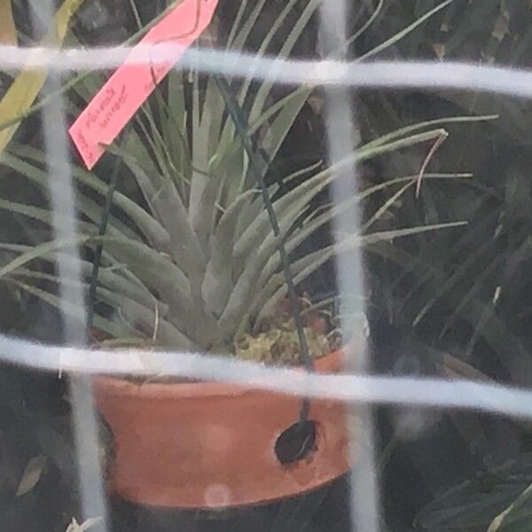 Tillandsia marnieri-apostollei
