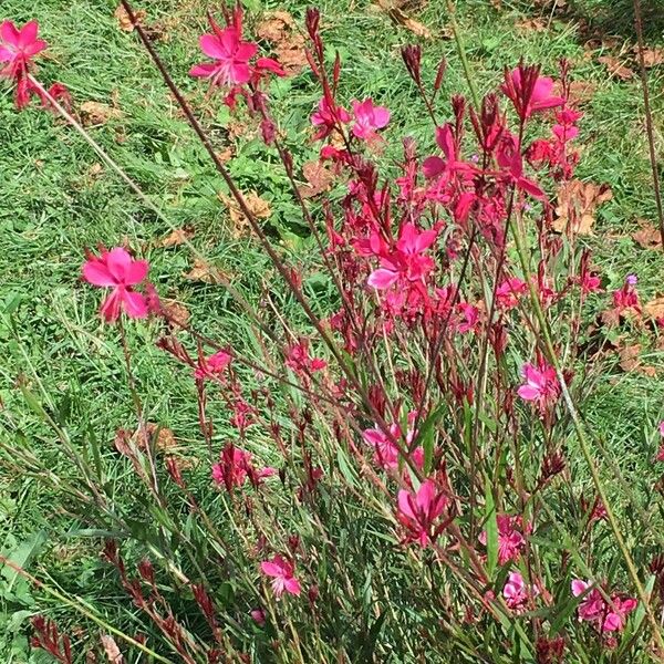 Gaura lindheimeri Хабит