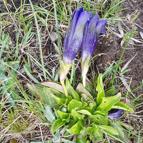 Gentiana acaulis 葉