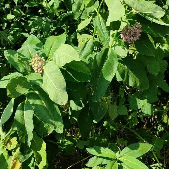 Asclepias syriaca Habit